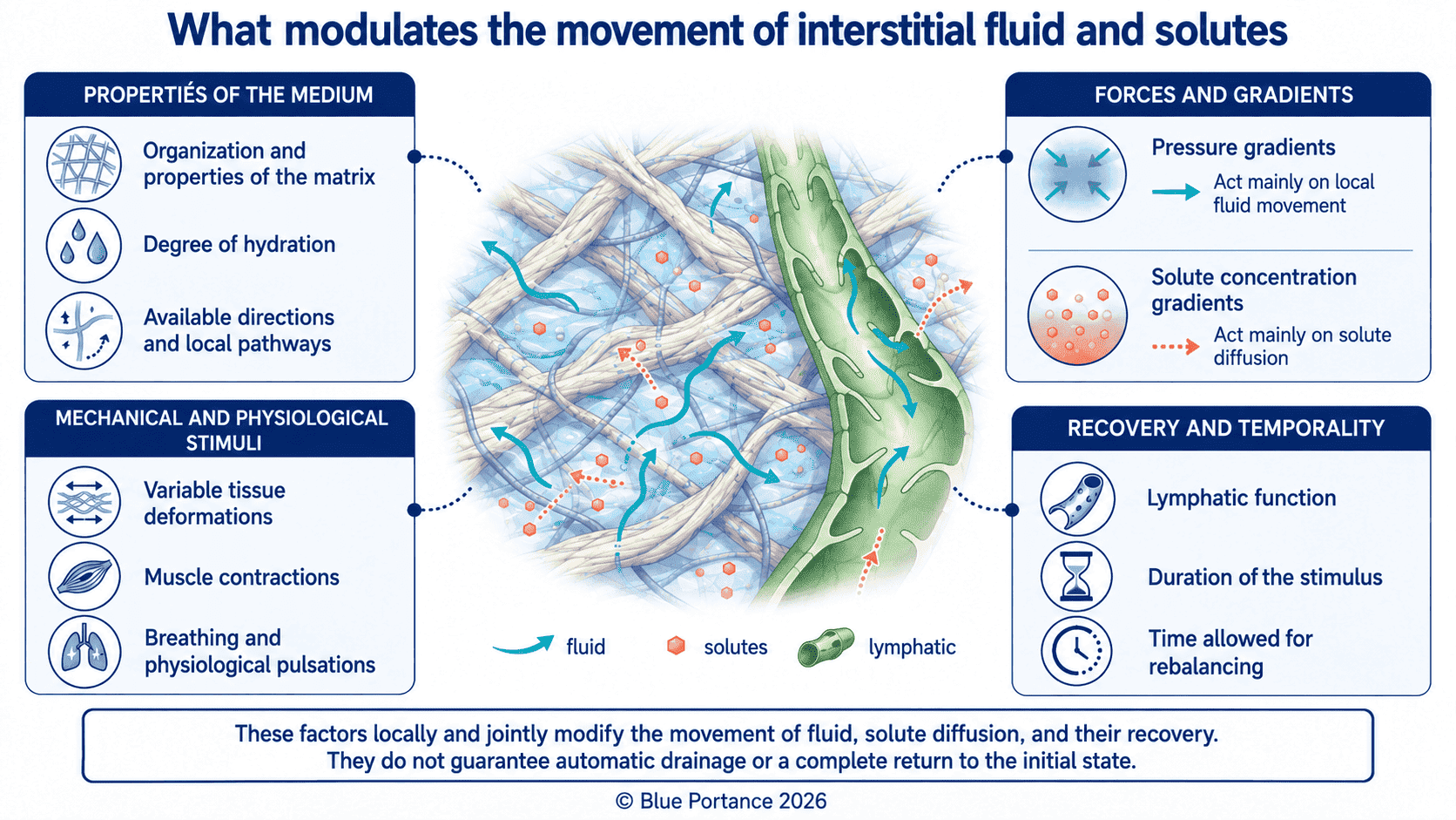 Factors influencing interstitial mobility: gradients, permeability, muscle contractions, breathing, time and lymphatic uptake.