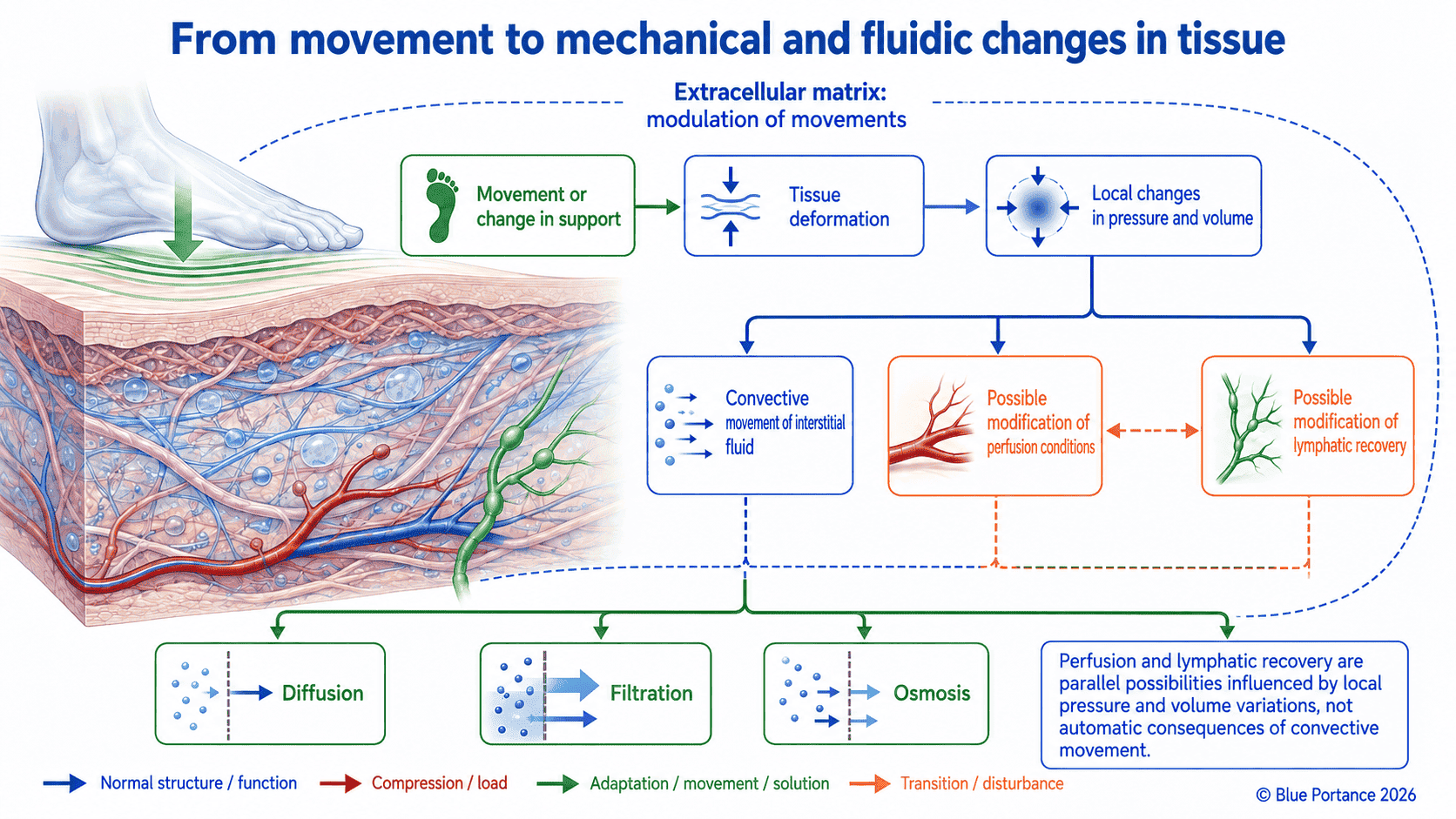 Relationships between movement, tissue deformation, local pressures and fluid displacement.