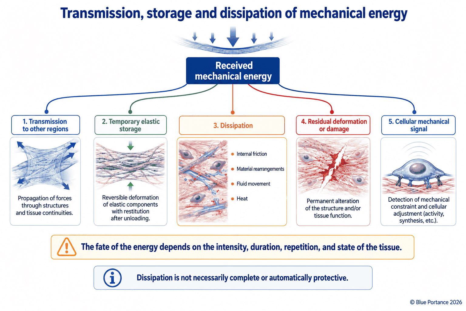 The fate of mechanical energy in a tissue: transmission, storage, dissipation and cellular signaling.