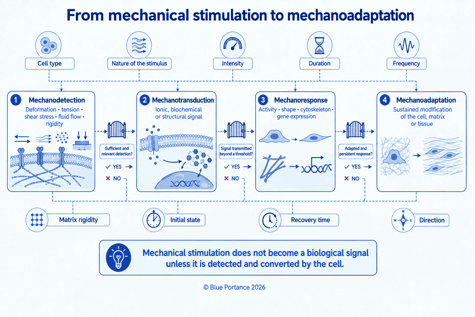 Four levels linking mechanical loading, mechanosensing, mechanotransduction, mechanoresponse, and mechanoadaptation.