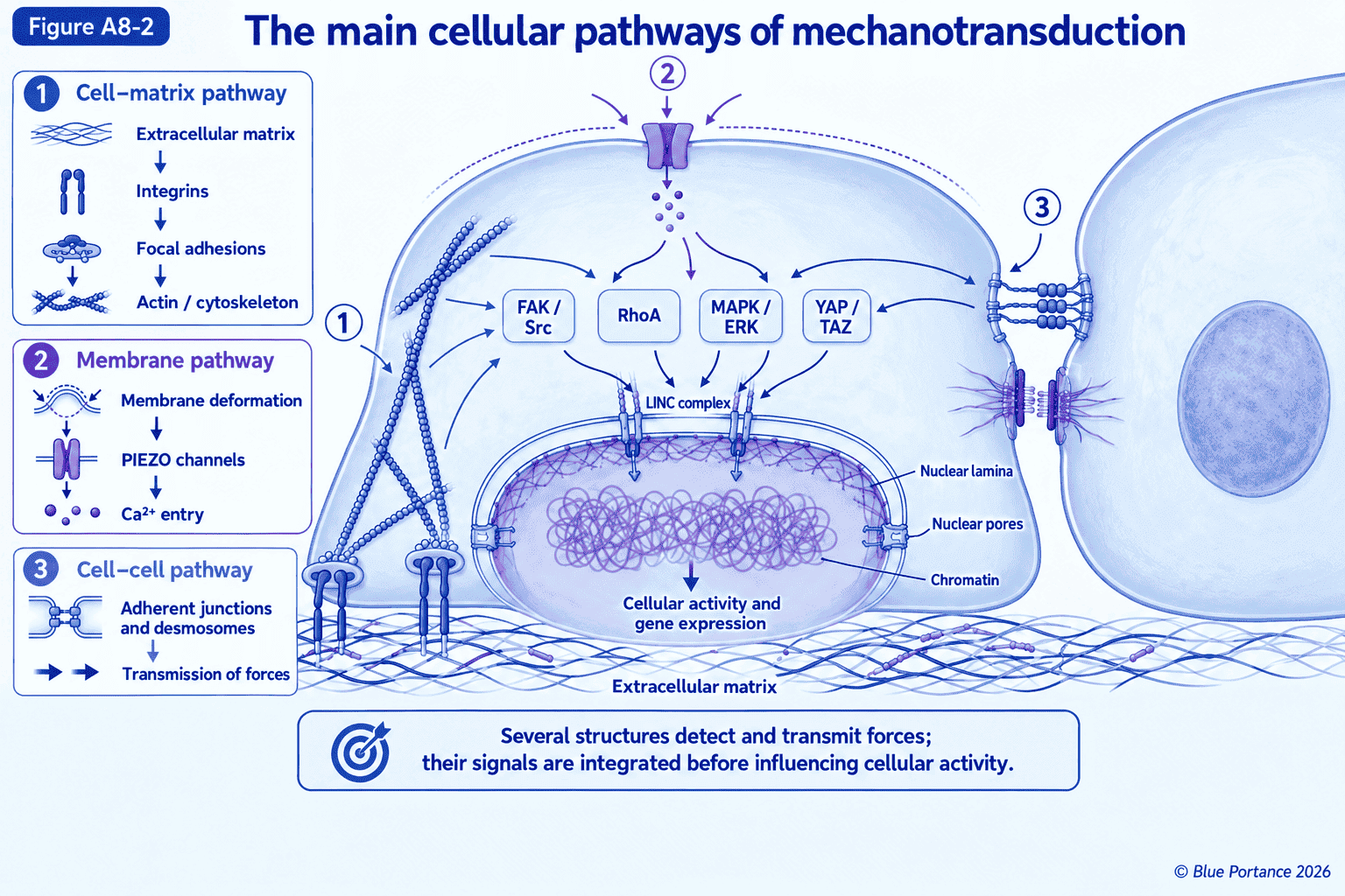 A cell connected to the matrix and to neighboring cells through integrins, mechanosensitive channels, and junctions.