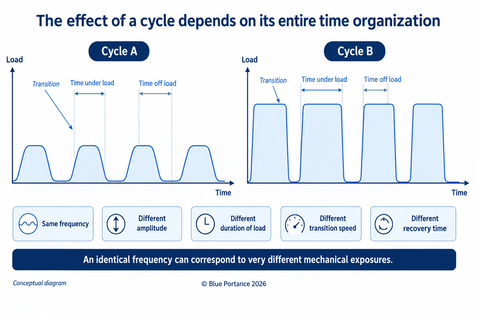 Two cycles with the same frequency but different amplitude, loading duration, transition speed and recovery.