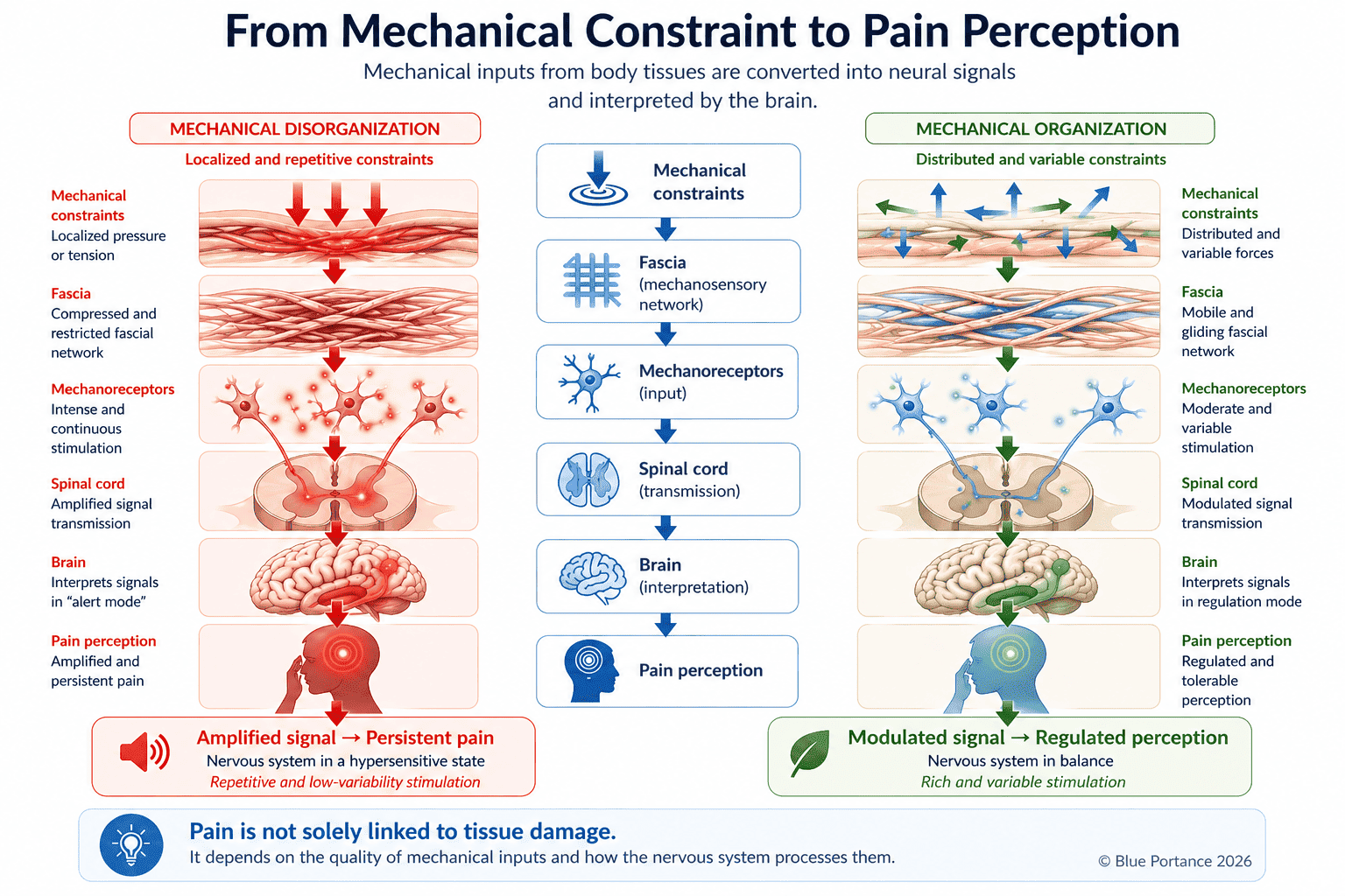 Diagram showing how mechanical constraints are converted into neural signals and interpreted by the brain as pain perception, illustrating the role of tissues, fascia and the nervous system