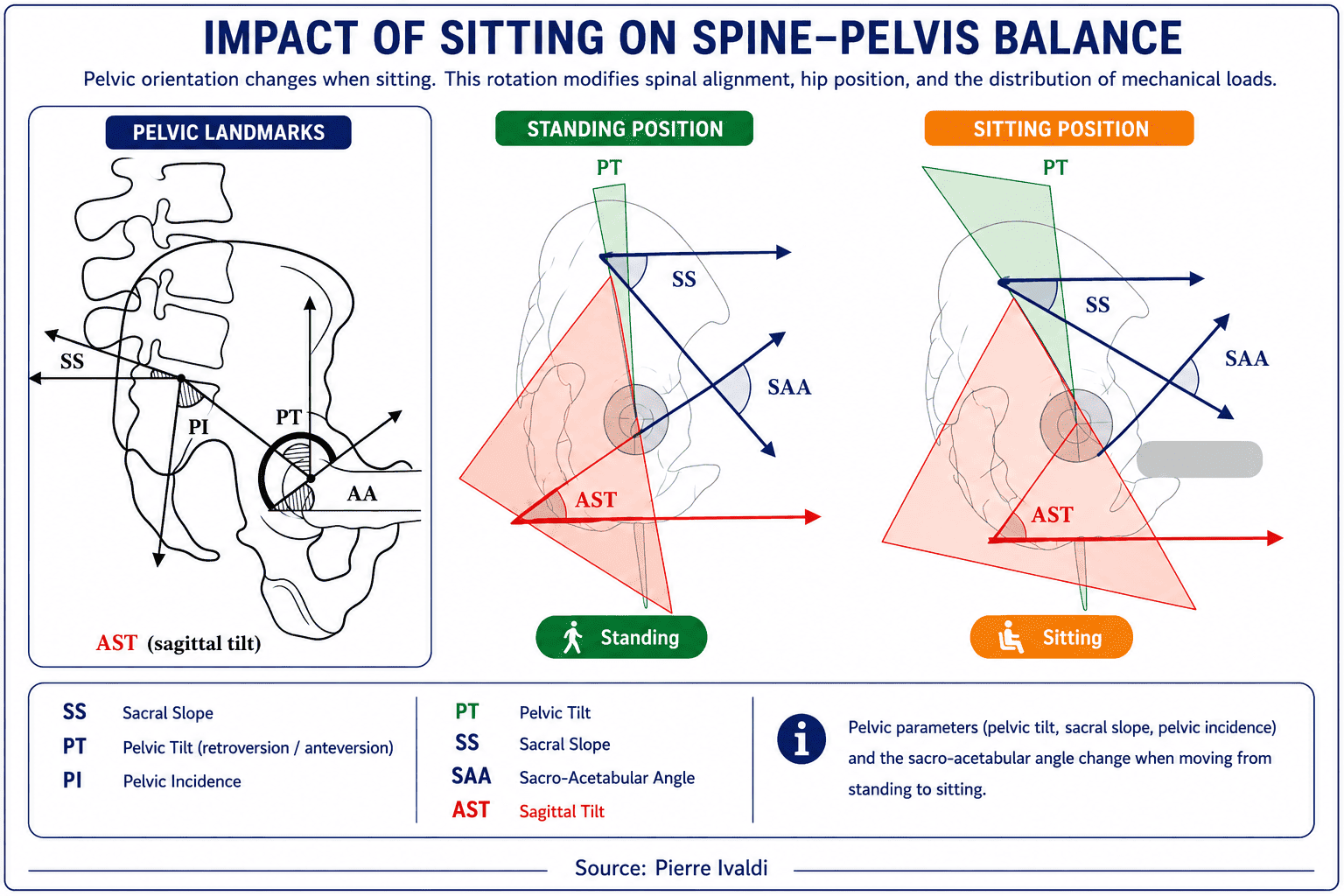 Impact of seated position on spine-pelvis balance