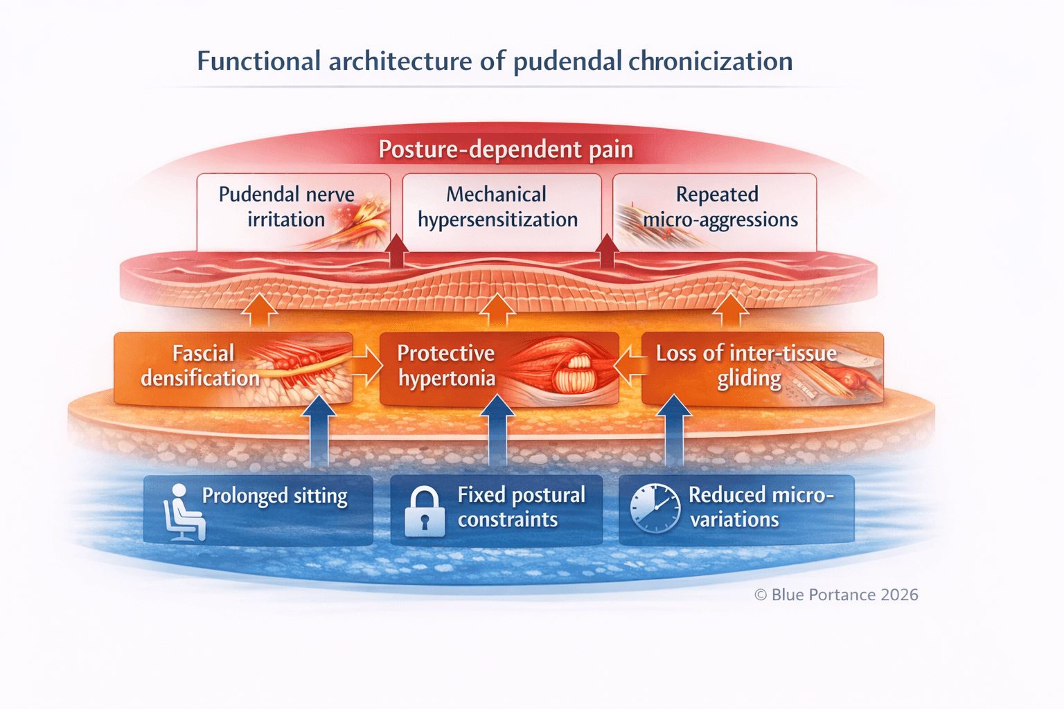 Functional architecture of pudendal neuralgia chronicization