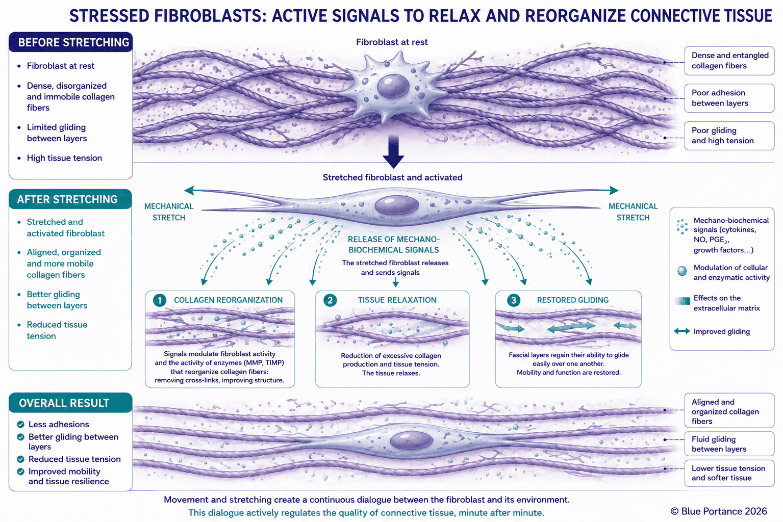 Mechanism of the stretched fibroblast in 3 phases: (1) resting fibroblast with dense, disorganized collagen fibers and limited gliding; (2) mechanical stretching activating the fibroblast and triggering emission of mechanobiochemical signals (cytokines, NO, PGE2, growth factors); (3) 3 effects produced: collagen reorganization, tissue relaxation, restoration of gliding between fascial layers. Global result: fewer adhesions, reduced tissue tension, improved mobility and tissue resilience.