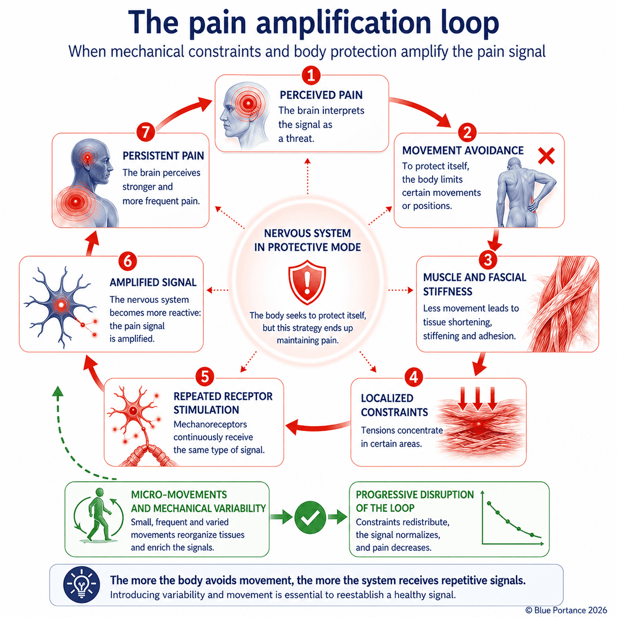 Circular diagram of the pain amplification loop showing how movement avoidance, tissue stiffness and repeated constraints reinforce the pain signal